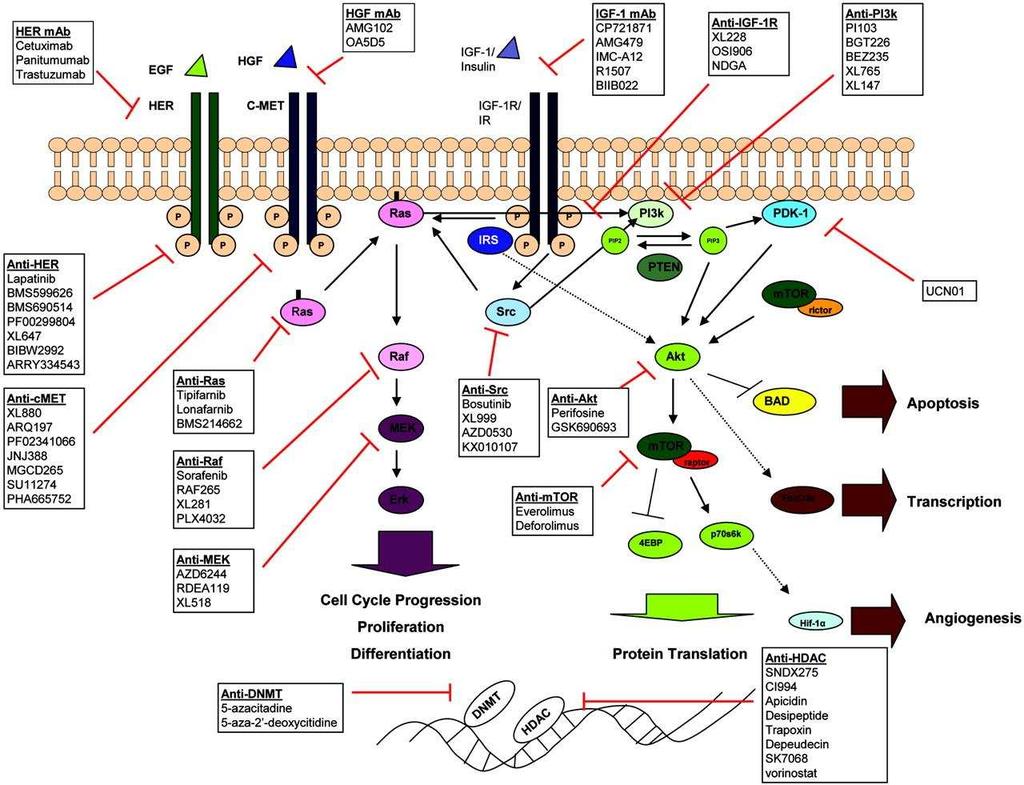 Terapia mirata: bersagli molecolari Tratta da Ma & Adjei, CA Cancer J. Clin.