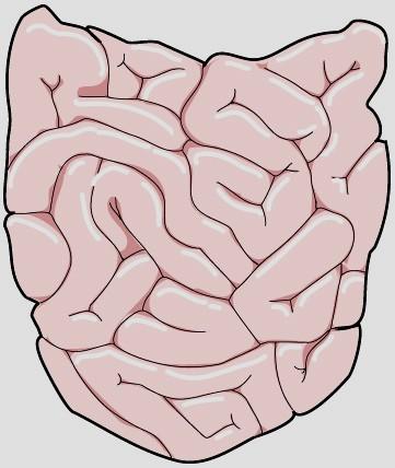 muscoli glicemia a digiuno e post-prandiale β cellule α