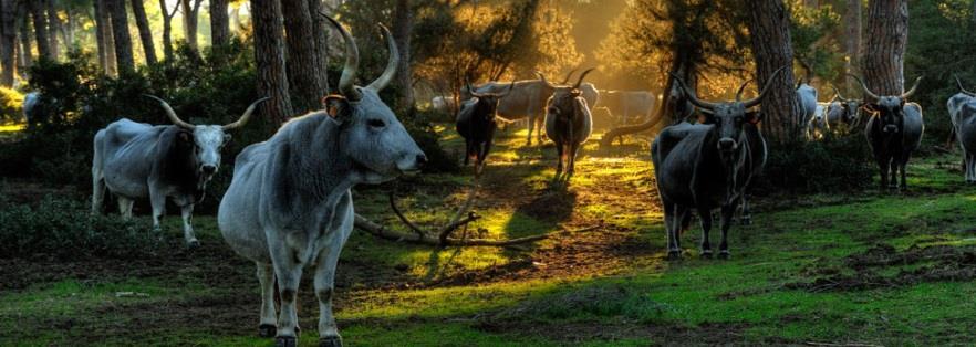 Sviluppo Rurale - Ministero delle Politiche Agricole Alimentari e Forestali