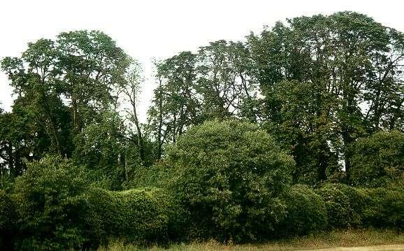 Gli alberi del Parco