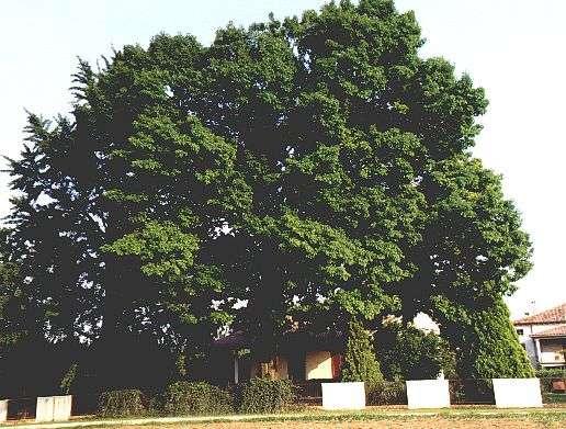 La quercia di