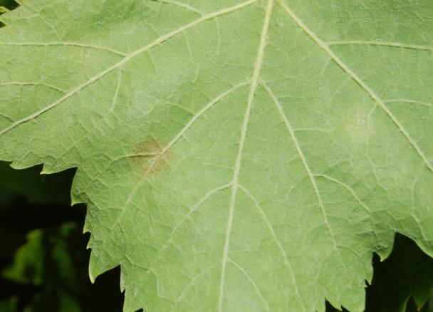 In riferimento all'antioidico si raccomanda di impiegare le dosi e rispettare i turni previsti in etichetta per i periodi di forte pressione della malattia ed utilizzare adeguati volumi d'acqua.