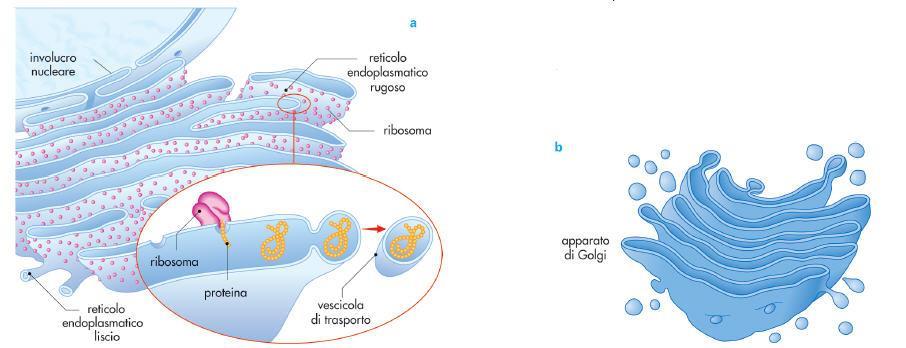 sintesi dei lipidi L apparato del Golgi funge da