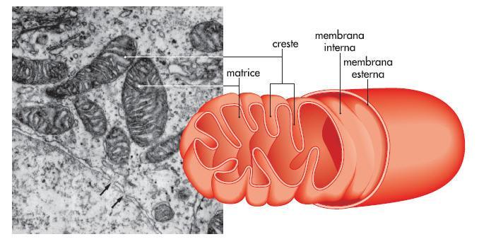 I mitocondri sono la sede della respirazione cellulare, ovvero della produzione di energia tramite l uso