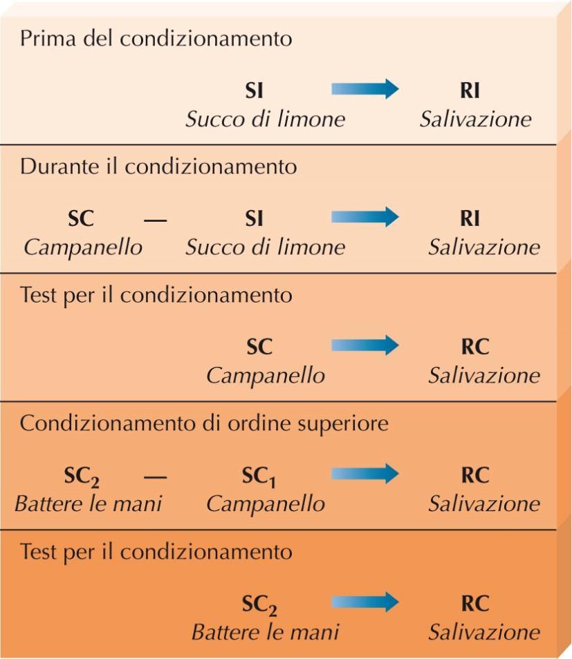 Principi del condizionamento classico Acquisizione: il periodo del condizionamento in cui viene appresa una risposta riflesso condizionato: l associazione che si verifica quando