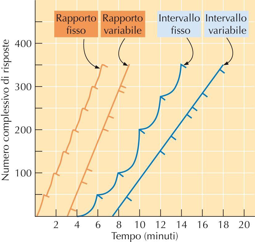 Rinforzo parziale Rinforzo continuo: modello di rinforzo in cui ogni risposta corretta viene seguita