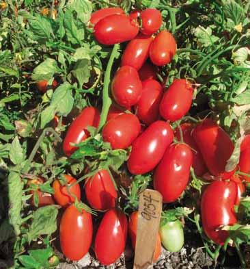 La pianta è di medio vigore, dotata di elevata capacità di allegagione. Frutti di grossa pezzatura, superiori ai 100 g, di colore rosso brillante.