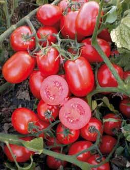 UG 5202 Ibrido a ciclo medio con colore intenso grazie alla presenza del gene Crimson. La pianta è vigorosa con buona copertura fogliare.