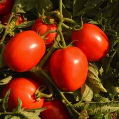I frutti, con una colorazione rossa eccellente, hanno polpa spessa, sono molto consistenti e mostrano una buona tenuta in post raccolta.