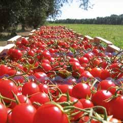 Cherry Minidor F1 precoce tondo 15 g Ibrido di pomodorino da industria con pianta di vigore ed elevata fertilità.