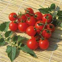 Cherry Birba F1 precoce rotonda 30 g Pianta e molto produttiva. I frutti presentano un ottima consistenza ed allegano in grappoli regolari.