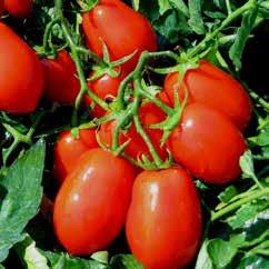 I frutti, di forma allungata, presentano un colore rosso brillante, Brix molto elevato, sapore dolce ed aromatico.