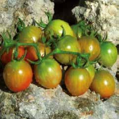 I frutti presentano una colorazione rosso intensa, sono molto consistenti ed in grado di conservarsi a lungo dopo la raccolta; il sapore è dolce e aromatico, paragonabile a quello caratteristico
