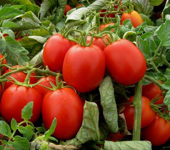 è elevato e il colore è rosso intenso. Indicato per la produzione di cubettati, passata e concentrato.