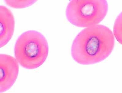 B-191s Monoculare, ruotabile di 360 e. B-192 Binoculare, ruotabile di 360 e. B-192s Binoculare, ruotabile di 360 e. B-193 Trinoculare, ruotabile di 360 e.