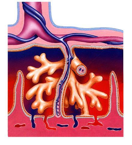 e metab fetale Produce e metabolizza ormoni per lo sviluppo fetale organo altamente