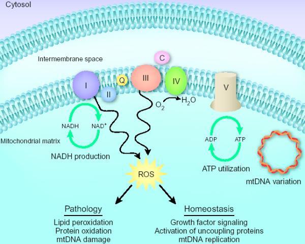 Organelli cellulari presenti nel citoplasma di tutte le cellule eucariotiche a metabolismo aerobico Dotati di un proprio DNA, di forma circolare (mtdna),