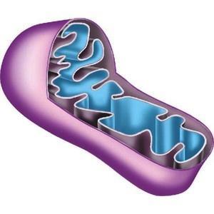 (ATP) (RESPIRAZIONE CELLULARE) PRODUZIONE DI ROS (reactive oxygen species, radicali liberi) STRESS OSSIDATIVO > mt marker OxS APOTOSI: centrale di