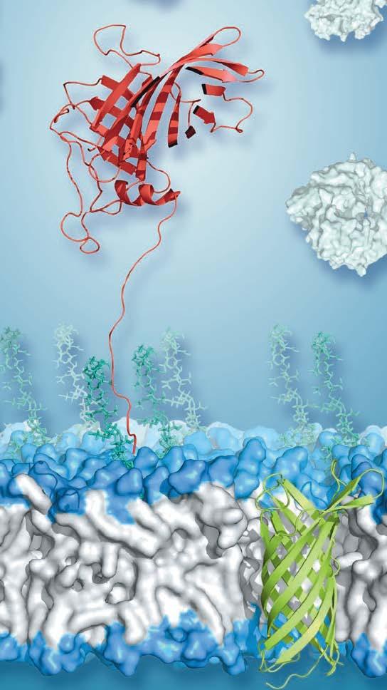 Un vaccino in fase di sviluppo (Fase 3) sfrutta una proteina di superficie comune a diversi sierogruppi LA LIPOPROTEINA 2086, di cui sono conosciute tre varianti, fissa la proteina H regolatoria