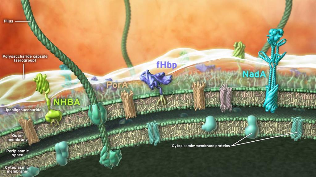 Componenti antigenici del 4CMenB (essenziali per la sopravvivenza, fisiologia o virulenza dei Meningococchi) NadA: neisserial adhesin A Promotes adherence to and invasion of human epithelial cells