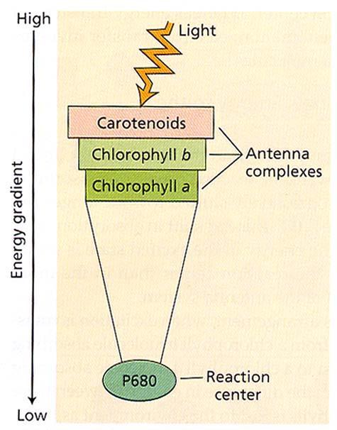 il 99% dei fotoni assorbiti dai pigmenti antenna raggiunge il