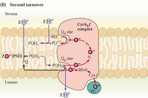 II PQH 2 da PSII e- per ridurre semichinone PQ.