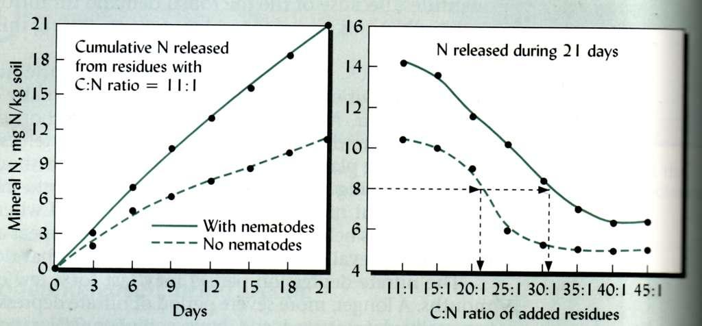 Dinamiche di rilascio di N minerale dal residuo organico in relazione alla presenza di Cephalobus persegnis Il
