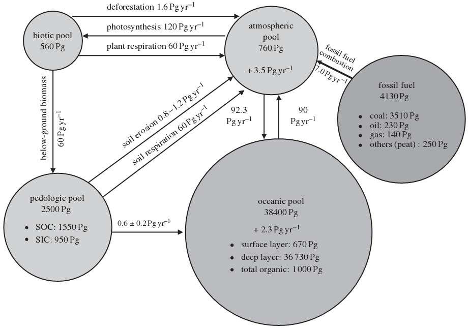Il ciclo globale del carbonio Flussi di carbonio tra i comparti dell ecosfera.