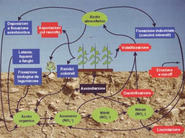 Il ciclo dell'azoto Sono rappresentati: in verde