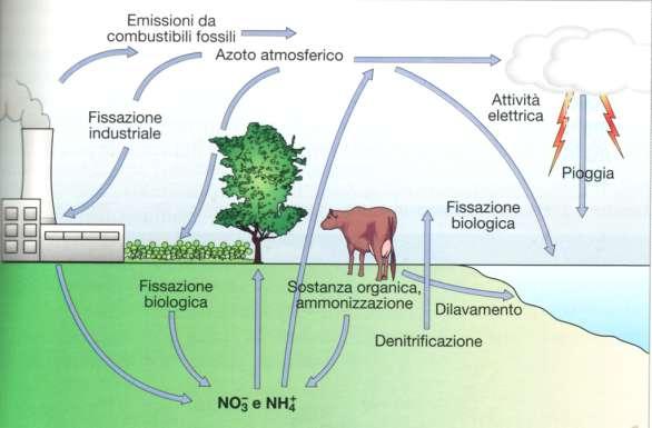 Rappresentazione semplificata del ciclo globale dell azoto L azoto è