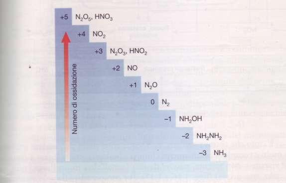 Nei trasferimenti tra i comparti dell ecosistema l azoto si presenta