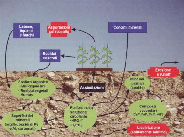 Il ciclo del fosforo nel suolo Sono rappresentati: in