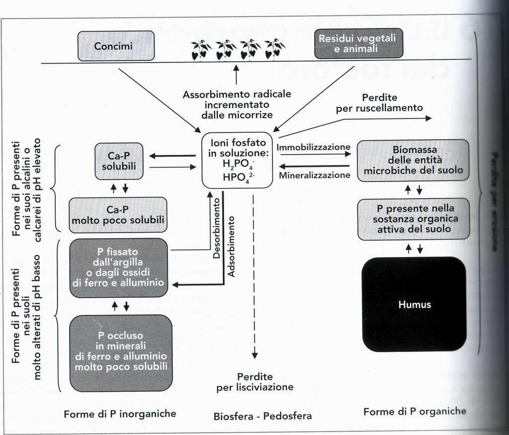 Il ciclo del fosforo nel suolo Il P