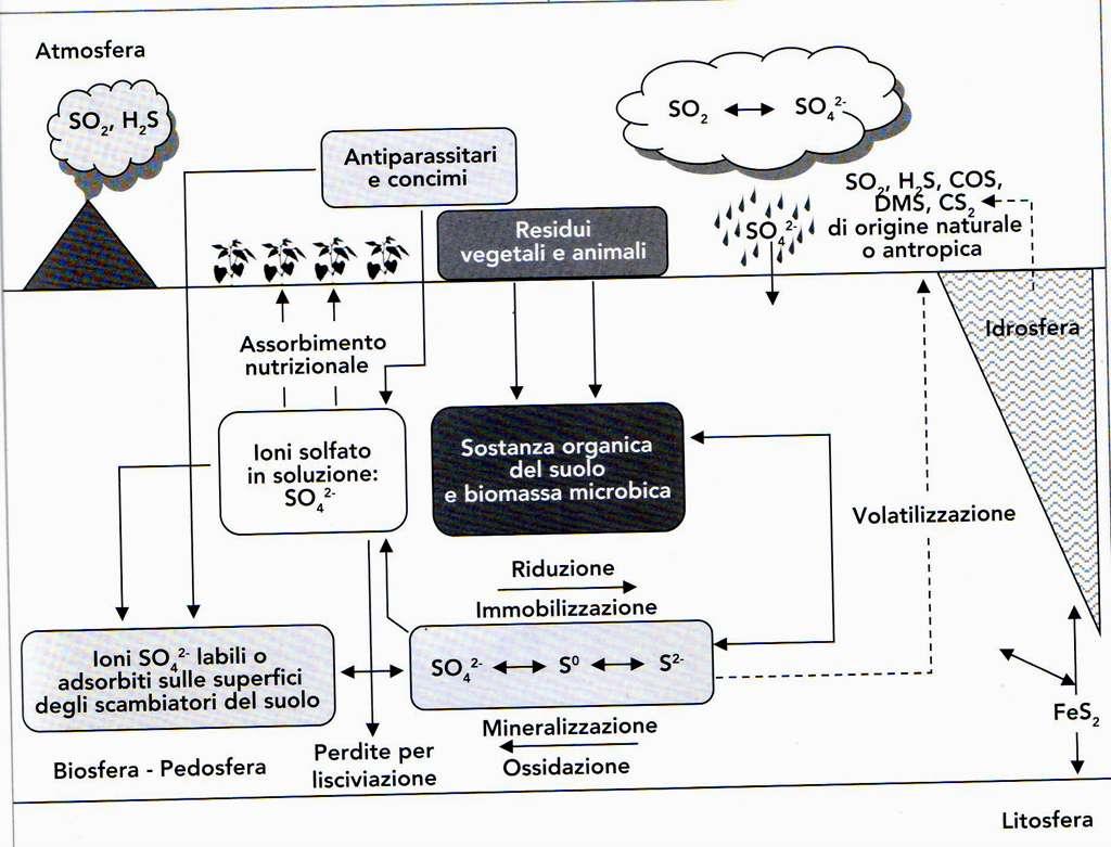 Il ciclo dello zolfo nel suolo Lo S