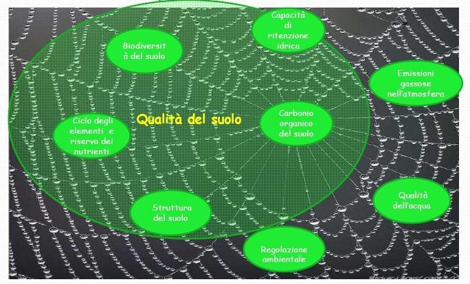 Soil C is the basis of Soil Fertility