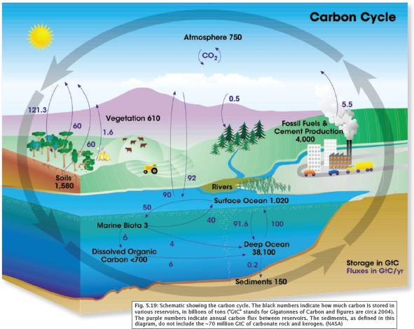 Il ciclo globale del carbonio Il ciclo biogeochimico del carbonio