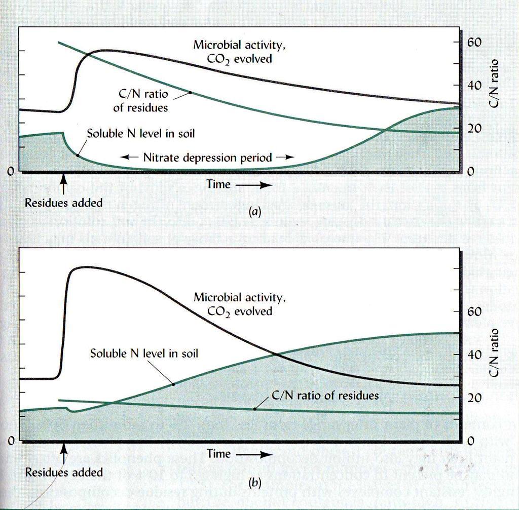 Cambiamenti nei livelli di attività microbica, N solubile e nel rapporto C/N del residuo dopo aggiunta