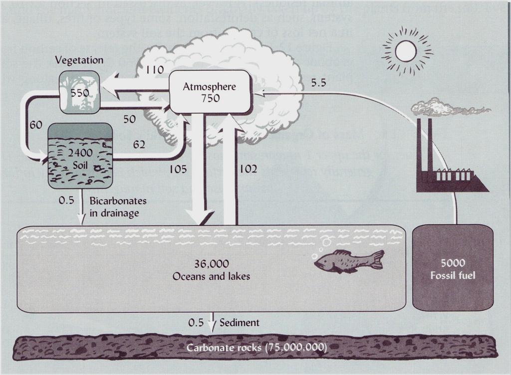 Il ciclo globale del carbonio Flussi di carbonio tra i comparti dell ecosfera.