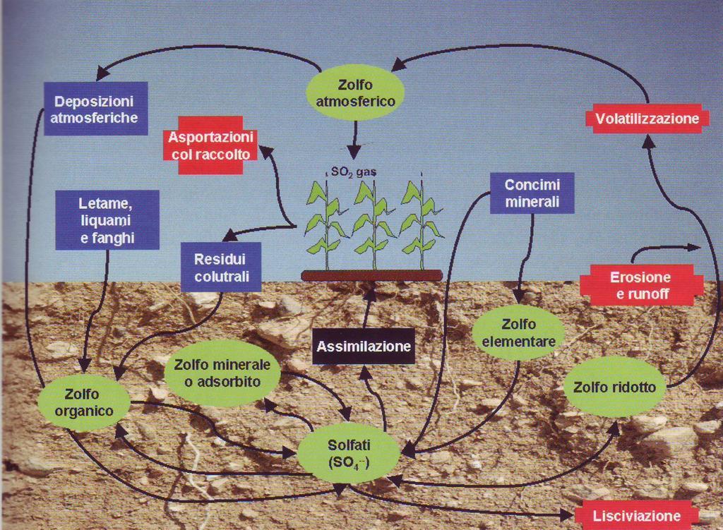 Il ciclo dello zolfo nel suolo Sono rappresentati: in