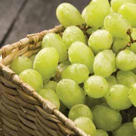I circa 34 mila produttori nazionali forniscono infatti oltre un milione e 300 mila tonnellate di uva da tavola, la Puglia primeggia con oltre il 70 % e la Sicilia supera il 20 %.