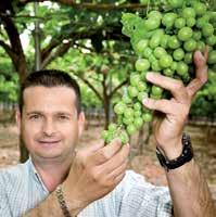 Un aspetto, questo, su cui BASF offre un aiuto tangibile, misurabile alla raccolta. Linea tecnica dedicata all uva da tavola.