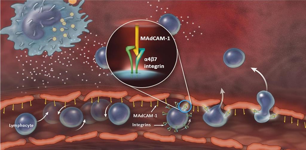 L INTERAZIONE DI a4β7 CON MAdCAM-1 SULLE CELLULE ENDOTELIALI PERMETTE LA MIGRAZIONE