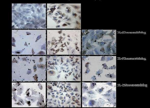 EFFETTI INQUINAMENTO AMBIENTALE SULLE CELLULE EPITELIALI