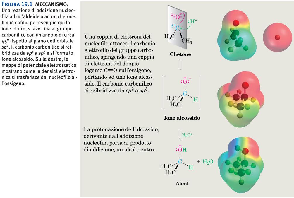 Addizione nucleofila Addizione nucleofila Figura 19.1 MECCANISMO: Una reazione di addizione nucleofila ad un aldeide o ad un chetone.