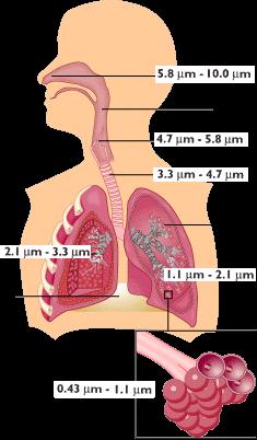 In base alle dimensioni il particolato interagisce in modo diverso con il sistema respiratorio: Frazione inalabile Questa è la frazione delle particelle che entra nel