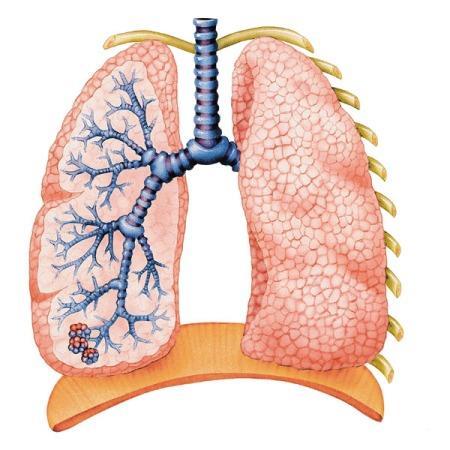 Polmoni: organizzazione strutturale Sono organi pari presenti nella cavità toracica: all