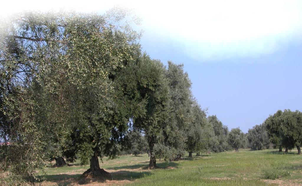 Convegno scientifico per la divulgazione dei risultati delle ricerche ed il trasferimento delle innovazioni alla