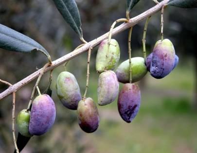 risorse aggiuntive) Organizzato dal CRA Centro di Ricerca per l'olivicoltura e l'industria Olearia di Rende