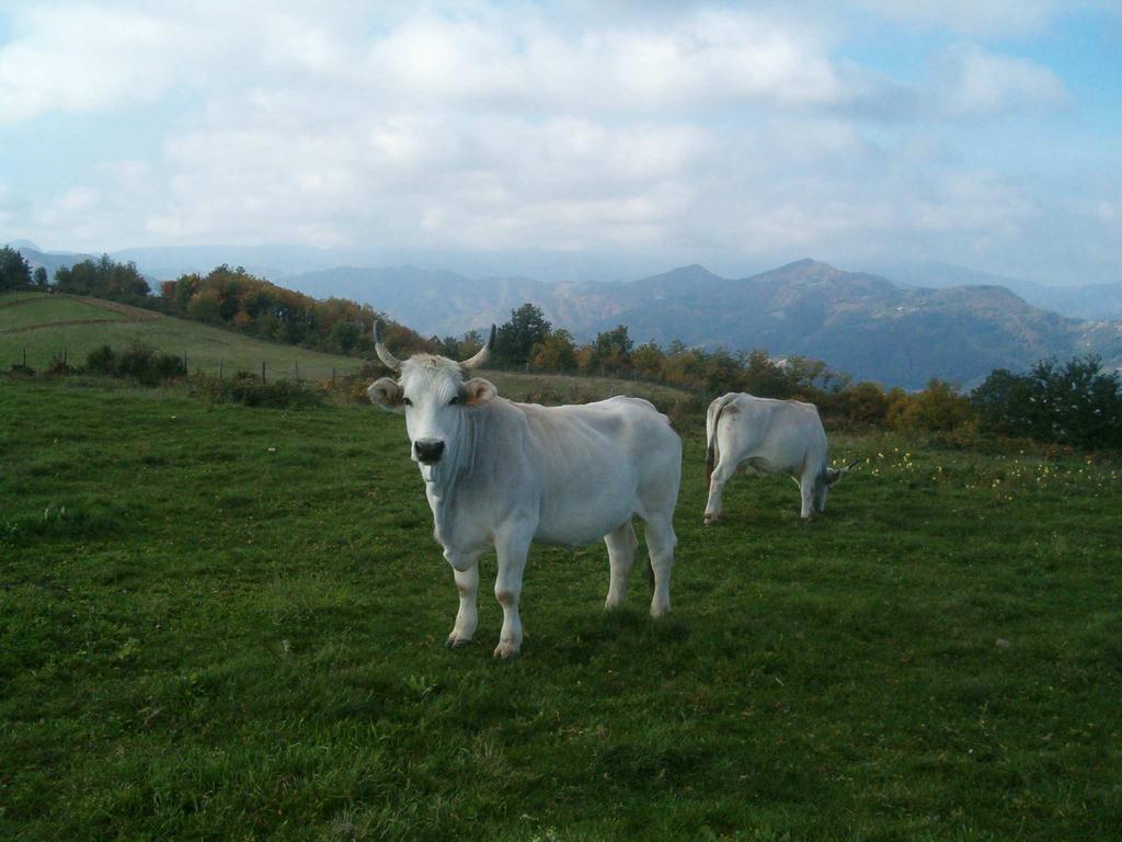 misura 211 Compensare il reddito degli agricoltori delle zone montane caratterizzate da