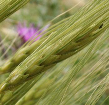 Resistenza a Fusarium in cultivars di frumento confrontato con quello delle più resistenti linee sperimentali 100 FHB severity (%) DON (ppm) 75 50 25 Ar_Fo-338 T.